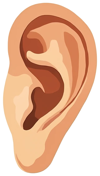 An ear